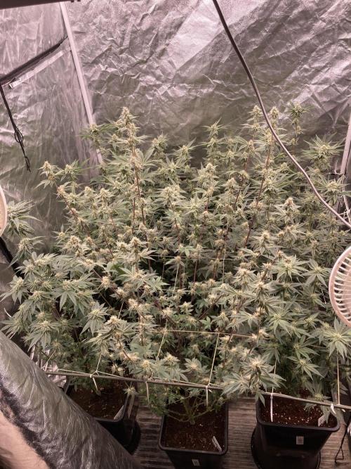 Trich Beast (Solfire Gardens). Week 12