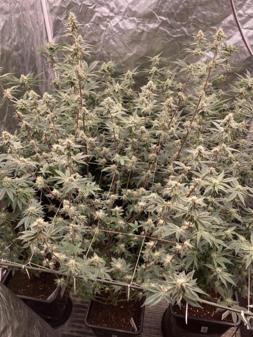 Trich Beast (Solfire Gardens). Week 12