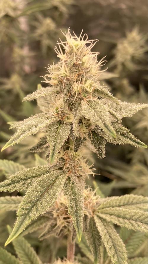 Trich Beast (Solfire Gardens). Week 12