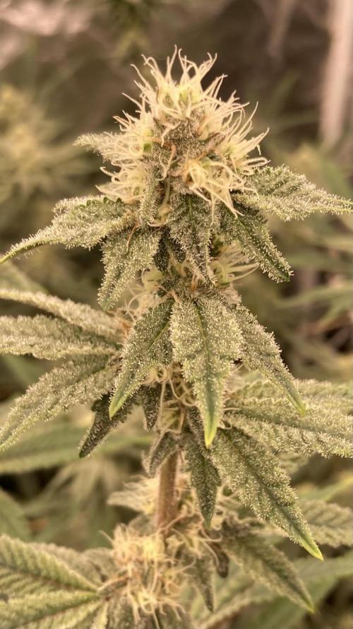 Trich Beast (Solfire Gardens). Week 12