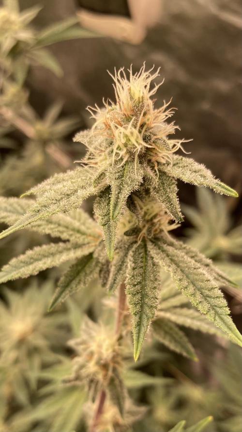 Trich Beast (Solfire Gardens). Week 12