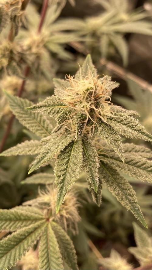 Trich Beast (Solfire Gardens). Week 12