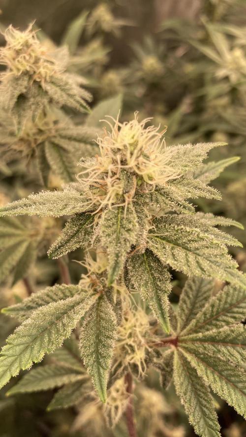 Trich Beast (Solfire Gardens). Week 12