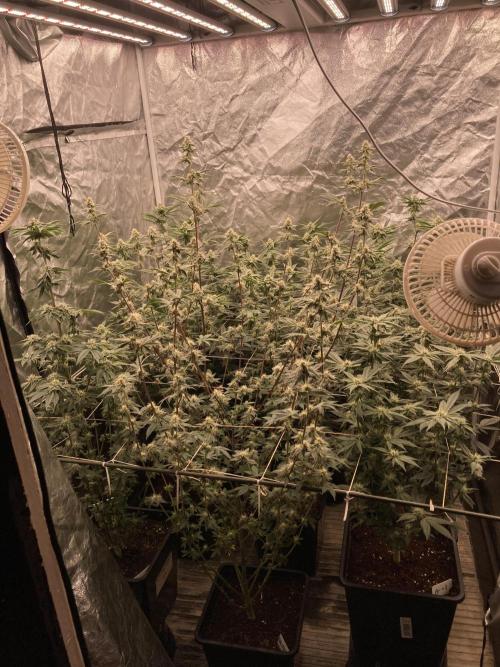 Trich Beast (Solfire Gardens). Week 12