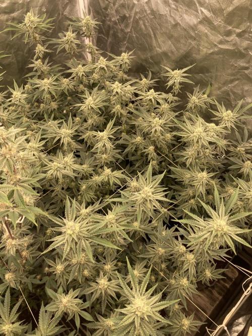 Zoy Sauce Clones (My Keeper Cut). Week 6