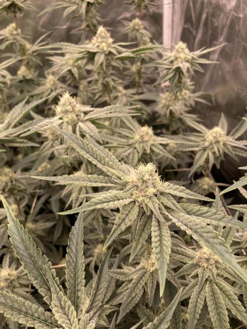 Zoy Sauce Clones (My Keeper Cut). Week 6
