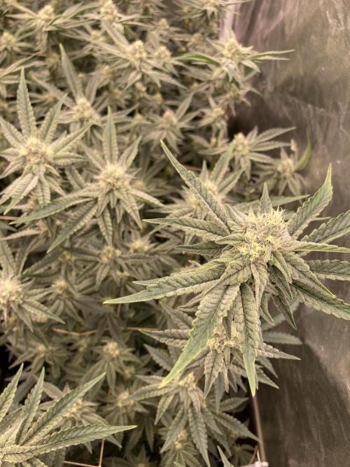 Zoy Sauce Clones (My Keeper Cut). Week 6