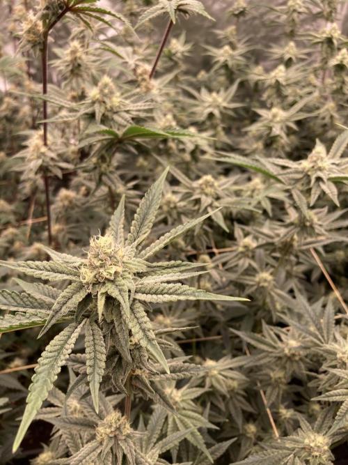 Zoy Sauce Clones (My Keeper Cut). Week 6
