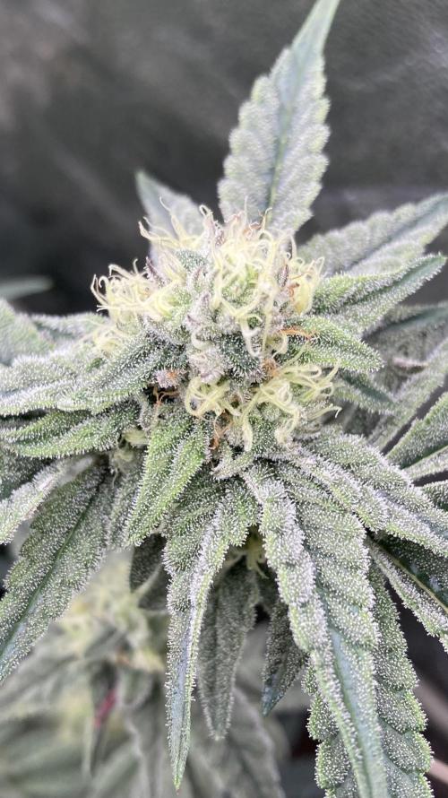 Zoy Sauce Clones (My Keeper Cut). Week 6