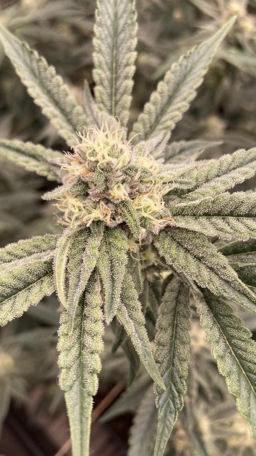 Zoy Sauce Clones (My Keeper Cut). Week 6