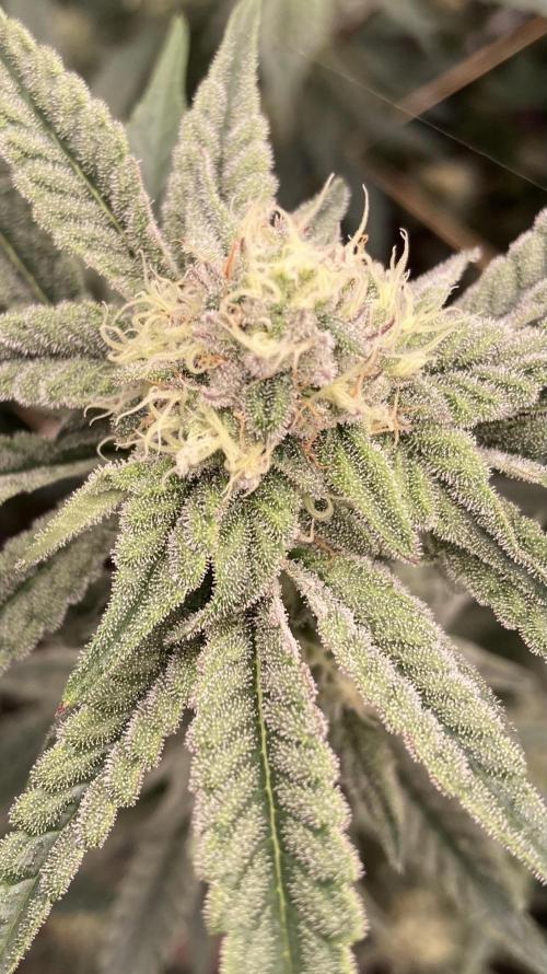 Zoy Sauce Clones (My Keeper Cut). Week 6