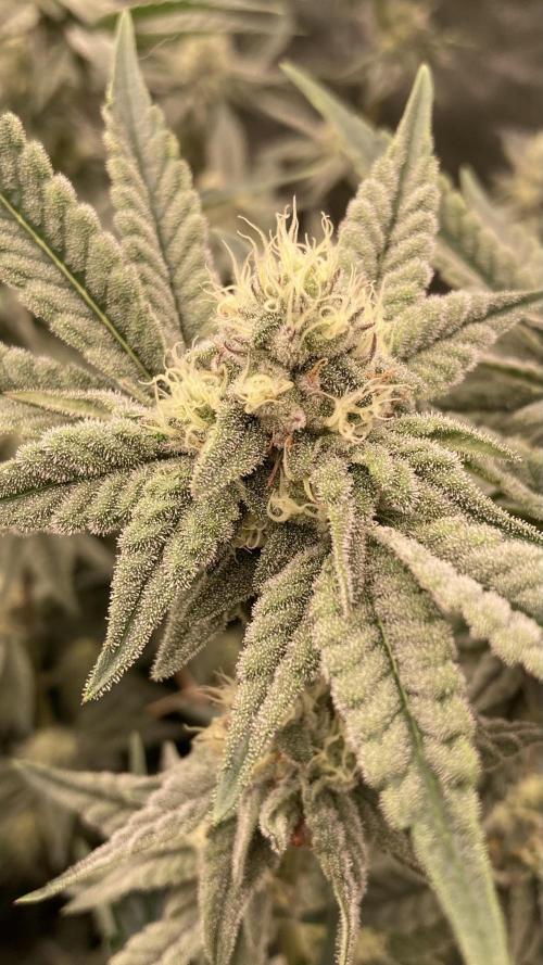 Zoy Sauce Clones (My Keeper Cut). Week 6