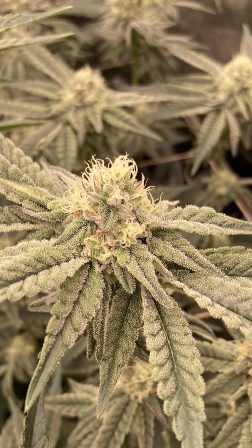 Zoy Sauce Clones (My Keeper Cut). Week 6