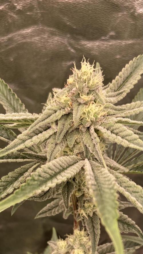 Zoy Sauce Clones (My Keeper Cut). Week 6