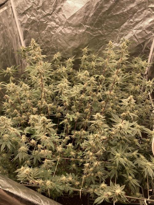 Zoy Sauce Clones (My Keeper Cut). Week 6