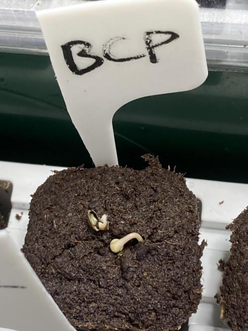 BlackCherry Punch (In House Genetics). Week 0