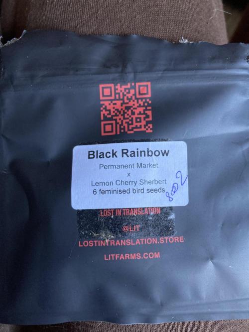 Black Rainbow (LIT Farms). Week 0