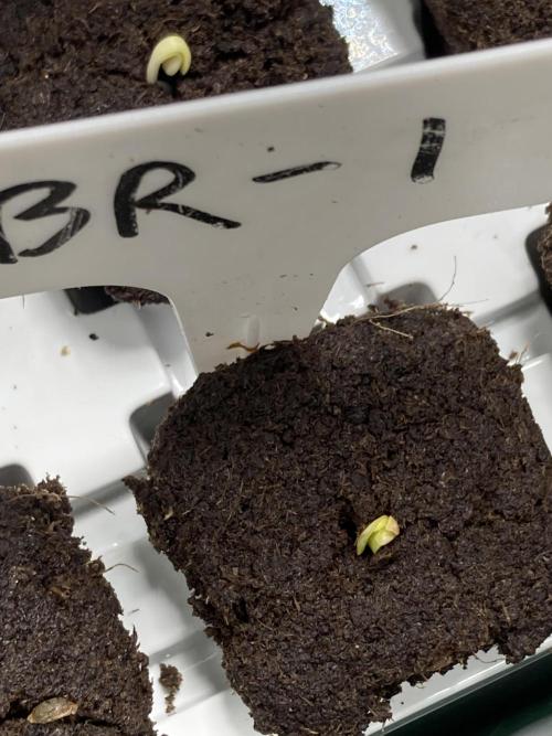 Black Rainbow (LIT Farms). Week 0