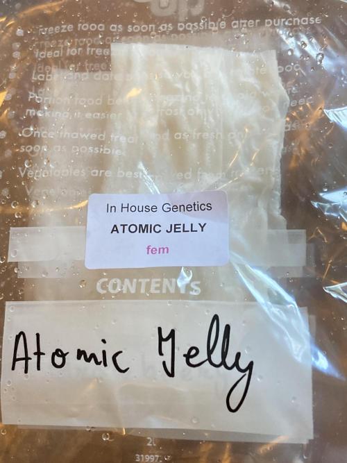 Atomic Jelly (In House Genetics). Week 0