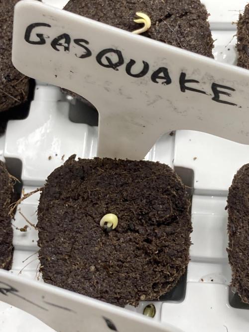 GasQuake (In House Genetics). Week 0