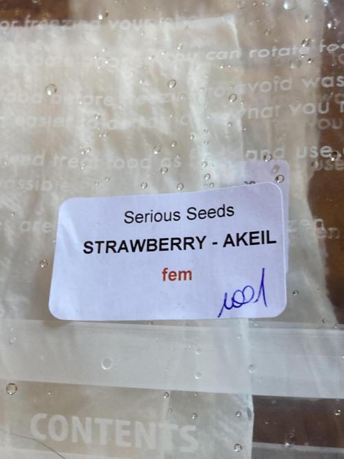 Strawberry Ak (Serious Seeds). Week 0