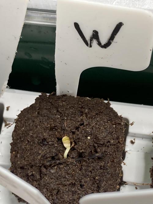 Windu (Wizard Trees). Week 0