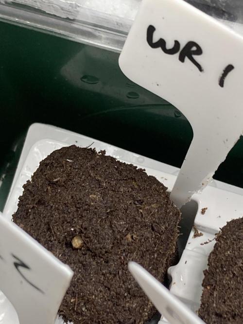 White Rhino (Green House Seeds). Week 0