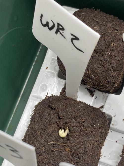 White Rhino (Green House Seeds). Week 0