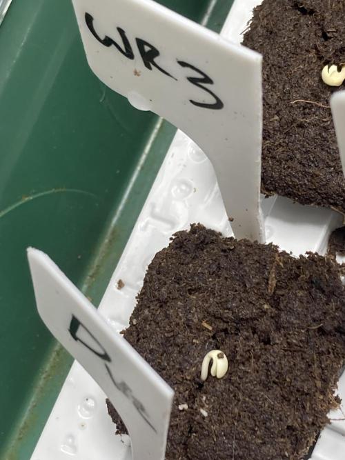 White Rhino (Green House Seeds). Week 0