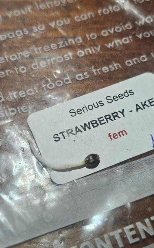 Strawberry Ak (Serious Seeds). Week 0