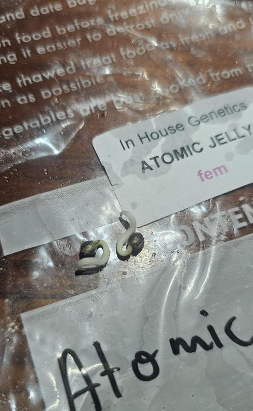Atomic Jelly (In House Genetics). Week 0