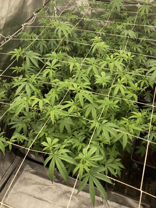 Zoy Sauce Clones (My Cut). Week 2