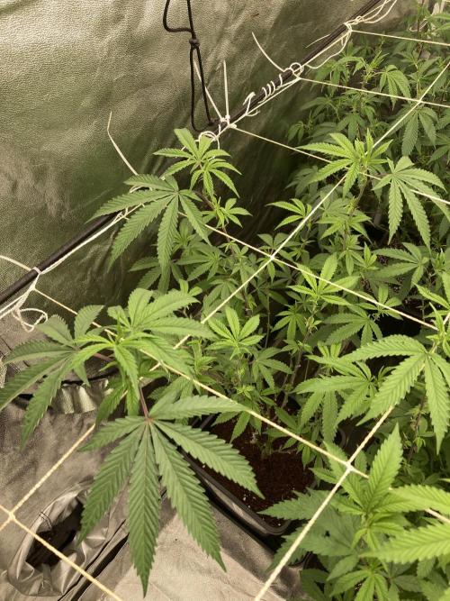 Zoy Sauce Clones (My Cut). Week 2
