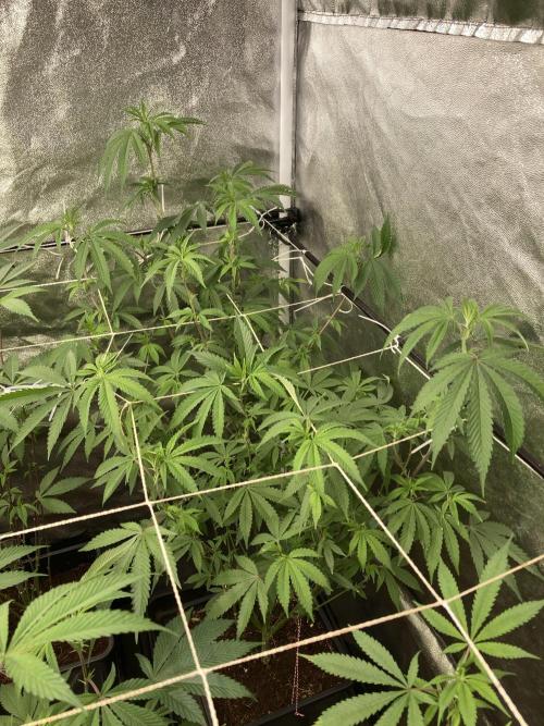 Zoy Sauce Clones (My Cut). Week 2