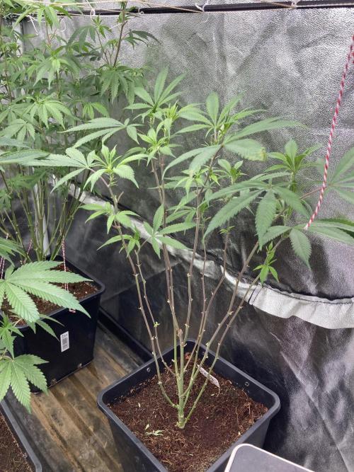 Platinum IX Clone (In House Genetics). Week 2