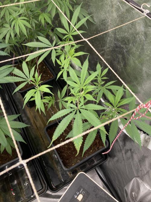 Platinum IX Clone (In House Genetics). Week 2
