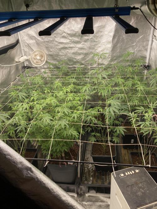 All Starz Clone (LIT Farms). Week 2