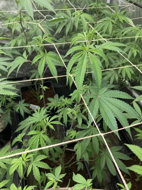 All Starz Clone (LIT Farms). Week 2