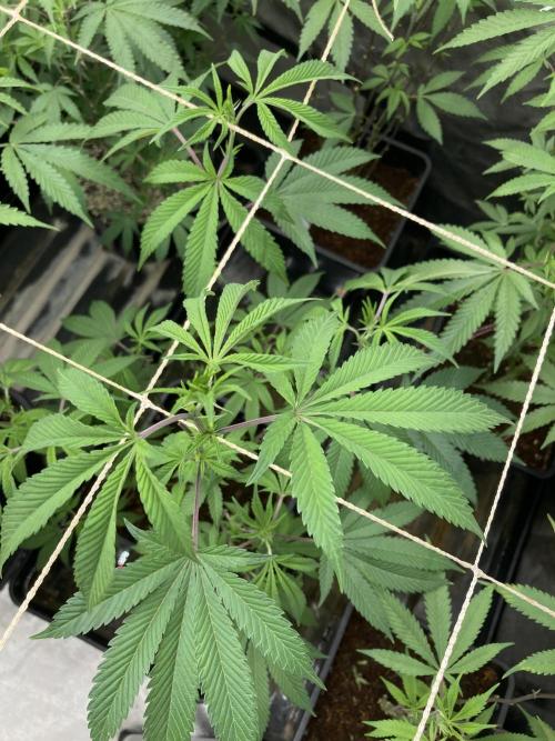 All Starz Clone (LIT Farms). Week 2