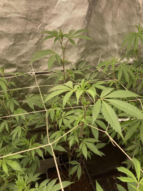 Gas Cream Runtz Clone (LIT Farms). Week 2