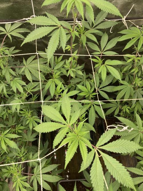 Gas Cream Runtz Clone (LIT Farms). Week 2