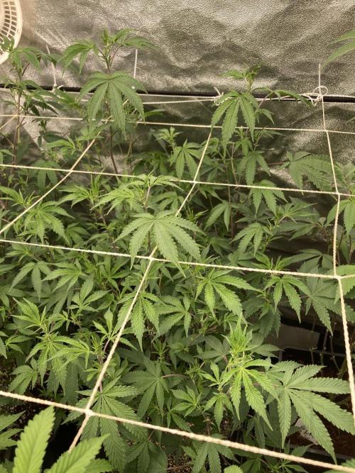 CN#6 aka Poras Purple (Relentless). Week 2