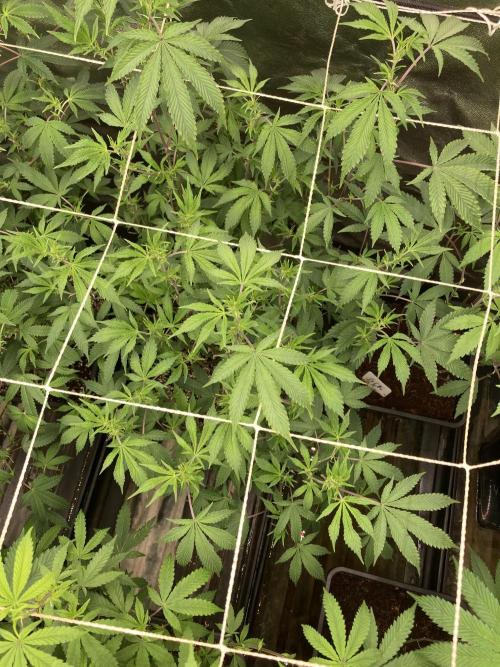 CN#6 aka Poras Purple (Relentless). Week 2