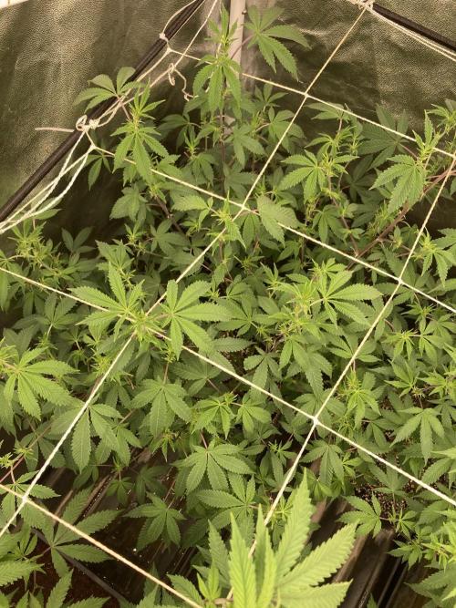 CN#2 (Relentless Genetics). Week 2
