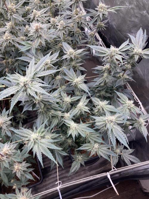 Gastini (LIT Farms). Week 13