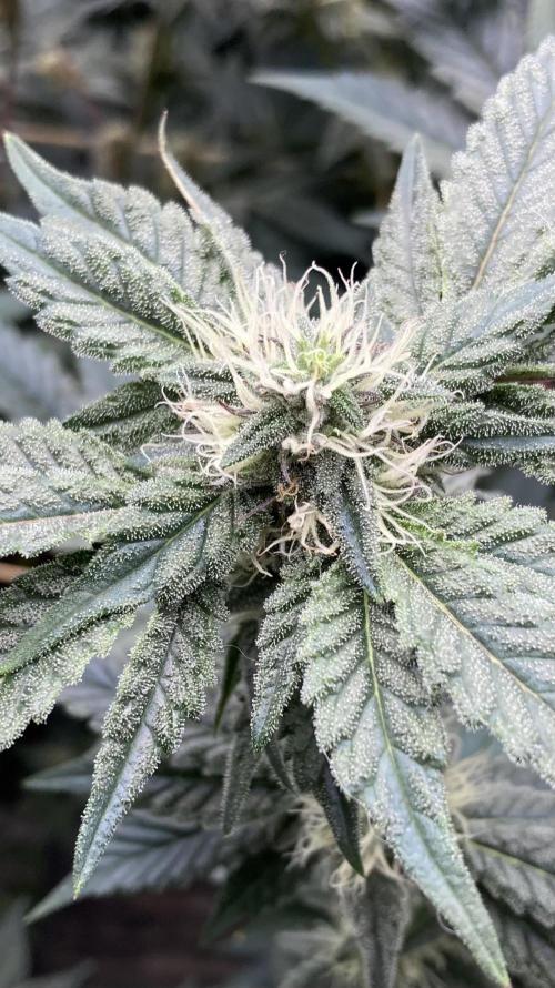 Gastini (LIT Farms). Week 13