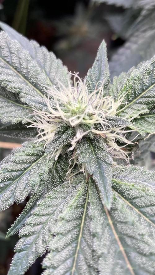 Gastini (LIT Farms). Week 13
