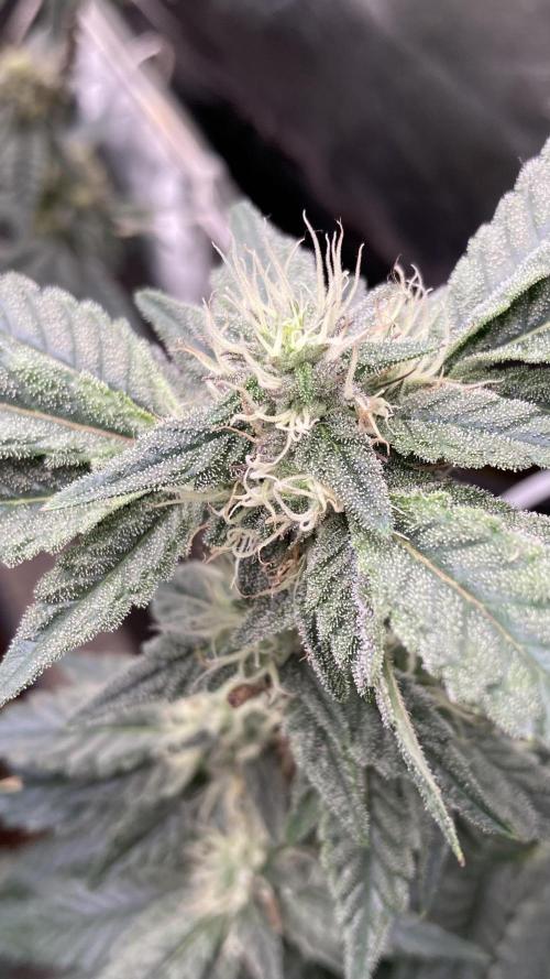 Gastini (LIT Farms). Week 13