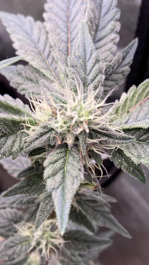 Gastini (LIT Farms). Week 13