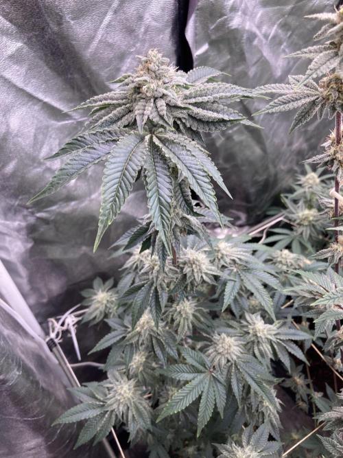 Gastini (LIT Farms). Week 13